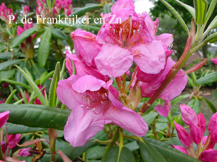 Rhododendron 'Gloxineum'