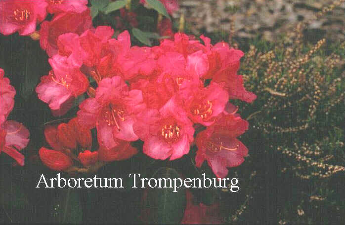 Rhododendron 'Goerlitz'