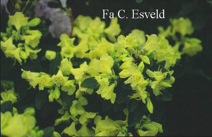 Rhododendron 'Golden Bee'