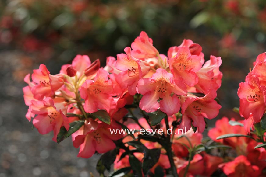 Rhododendron 'Golden Gate'