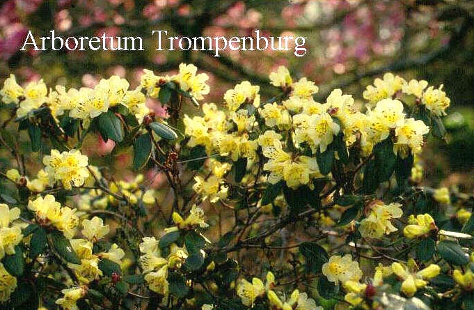 Rhododendron 'Golden Oriole'
