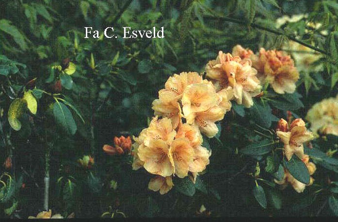 Rhododendron 'Goldfee' Rhododendron 'Goldfee'