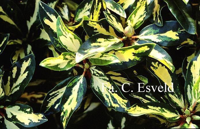 Rhododendron 'Goldfinger'