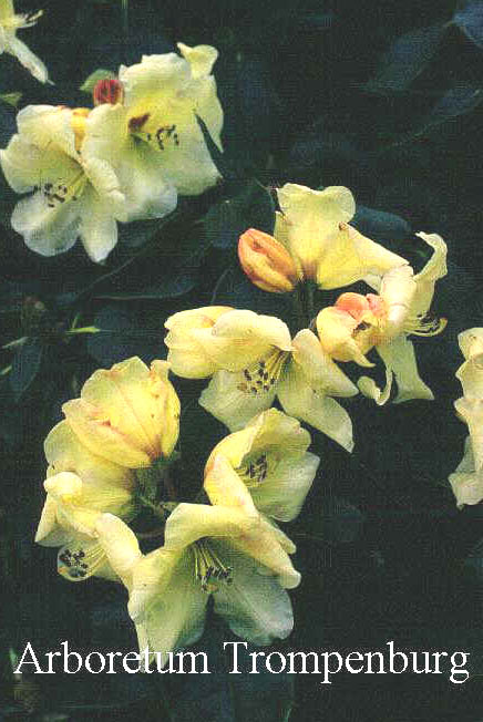 Rhododendron 'Goldika' Rhododendron 'Goldika'