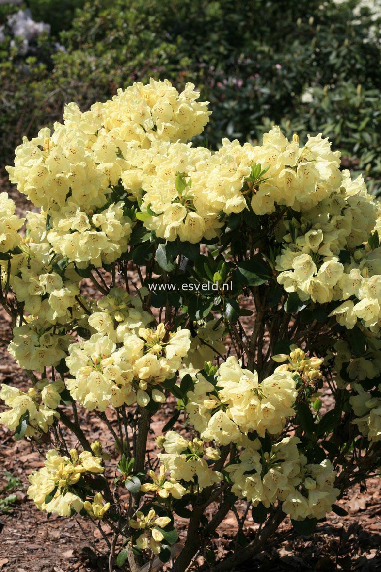 Rhododendron 'Goldkrone'