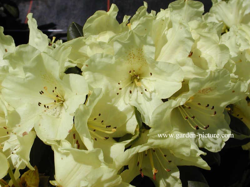 Rhododendron 'Goldprinz' (GOLDSCHATZ)