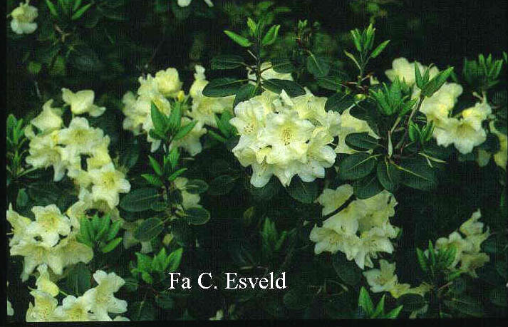 Rhododendron 'Goldrausch'