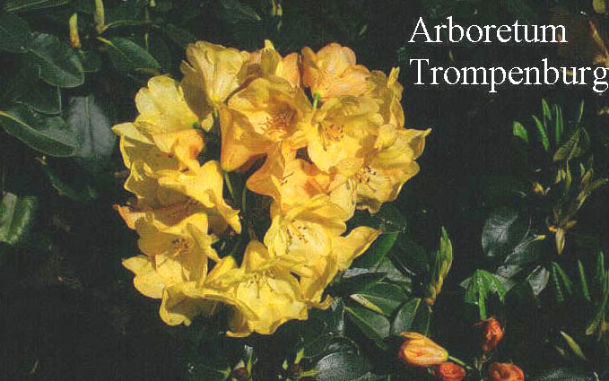 Rhododendron 'Goldschleier' Rhododendron 'Goldschleier'