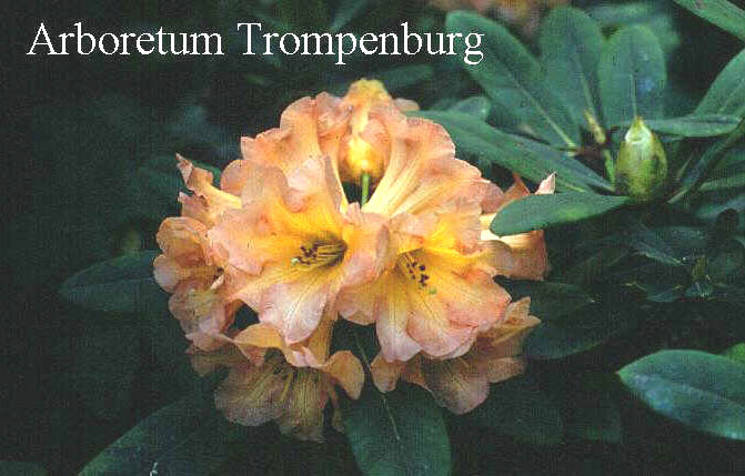 Rhododendron 'Goldsworth Orange'
