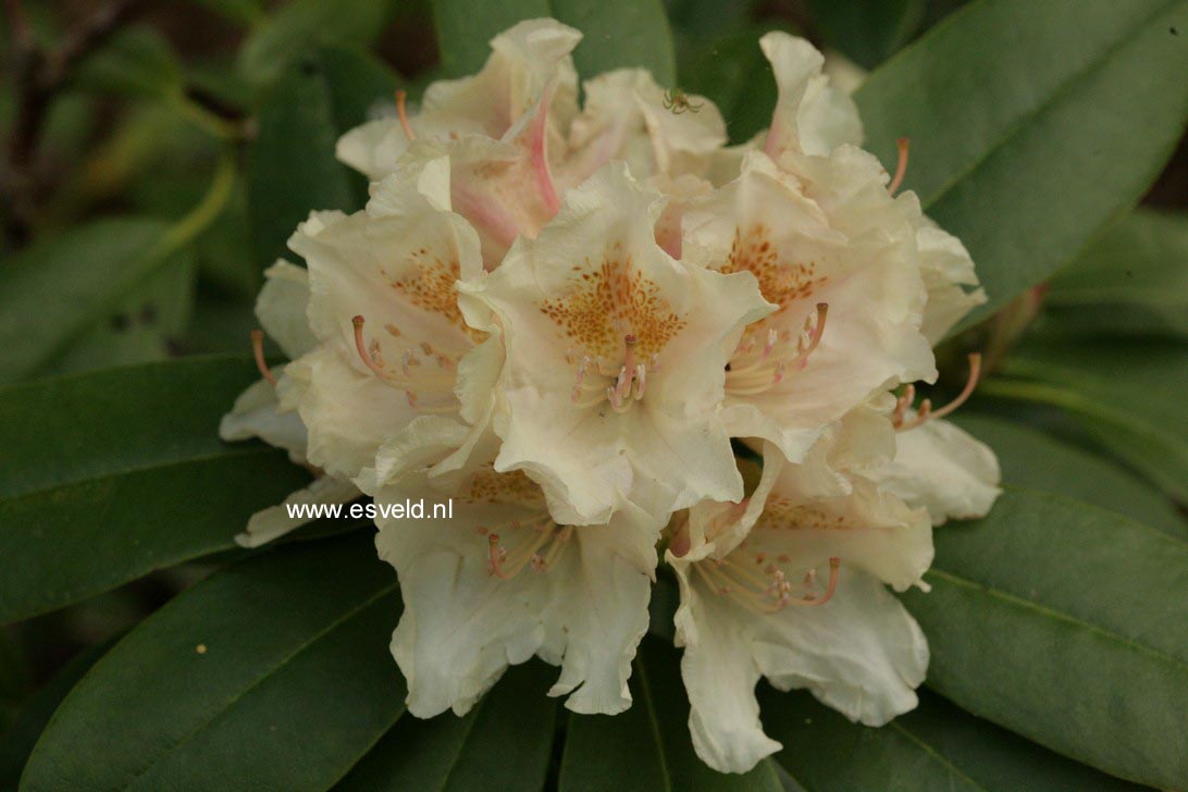 Rhododendron 'Goldsworth Yellow'