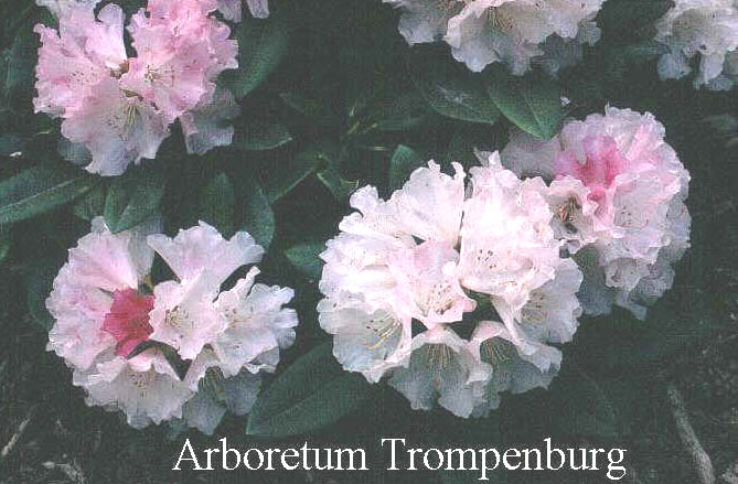 Rhododendron 'Graf Anton Guenther'