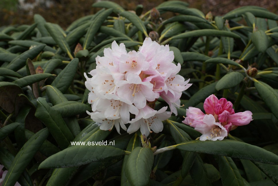 Rhododendron 'Great Dane'