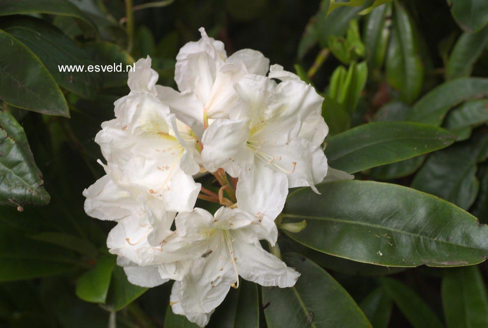 Rhododendron 'Greers Cream Delight'