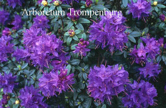 Rhododendron 'Gristede' Rhododendron 'Gristede'