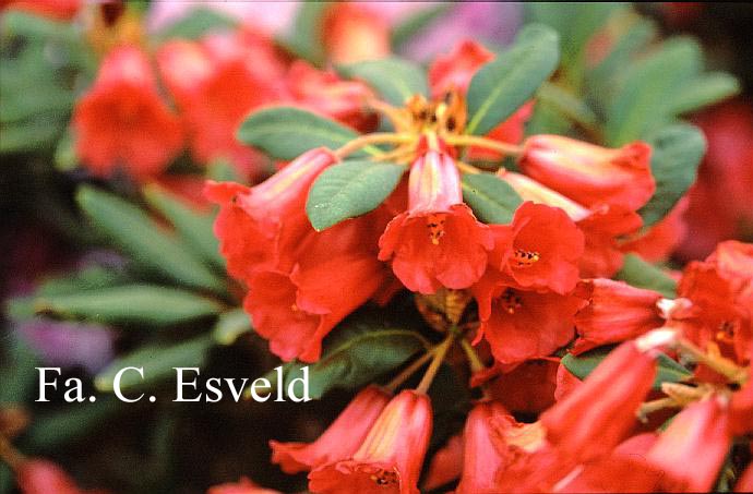 Rhododendron 'Grosclaude'