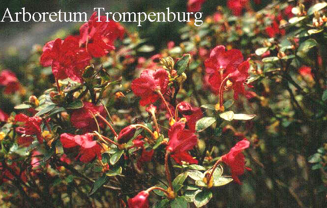 Rhododendron 'Grouse' Rhododendron 'Grouse'