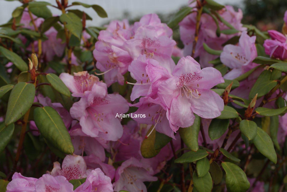 Rhododendron 'Gustav Luettge'