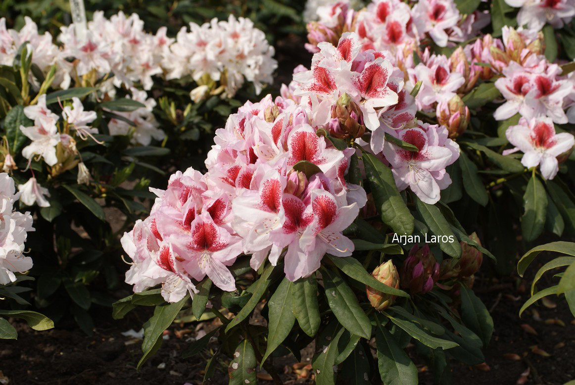 Rhododendron 'Hachbela' (BELAMI)