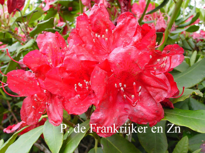 Rhododendron 'Hachmann's Feuerschein'