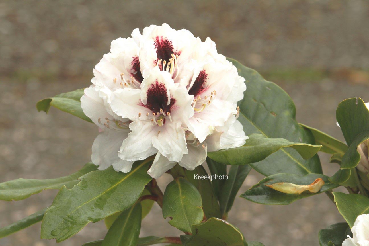 Rhododendron 'Hachmann's Picobello'
