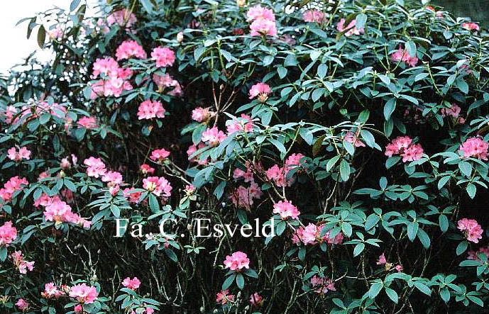 Rhododendron 'Handsworth Scarlet'