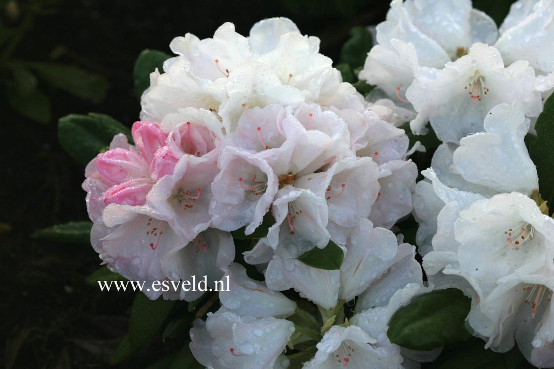 Rhododendron 'Harmonie'