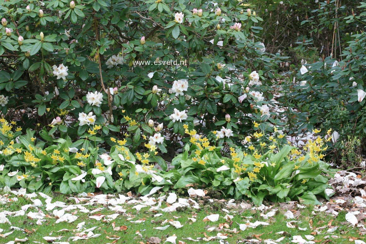 Rhododendron 'Harvest Moon'