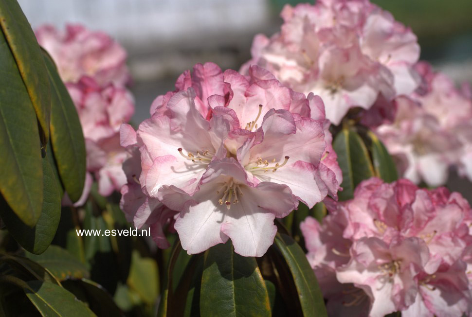 Rhododendron 'Hazel'