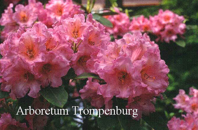 Rhododendron 'Helen Johnson' Rhododendron 'Helen Johnson'