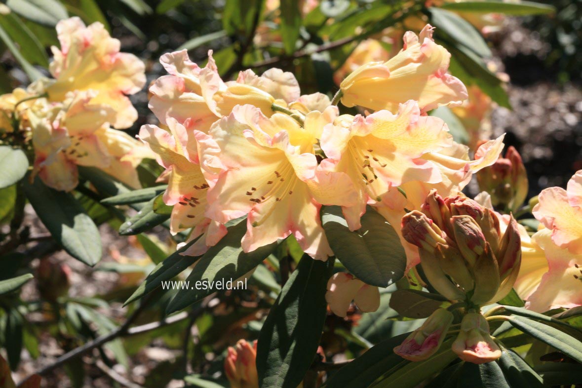 Rhododendron 'Hello Dolly'