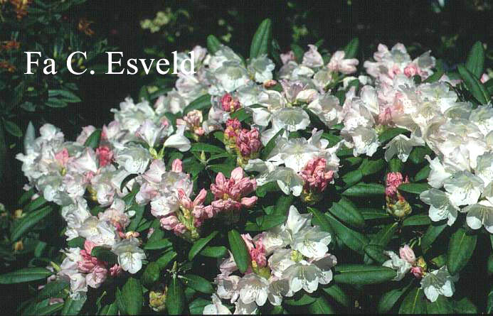 Rhododendron 'Helvetia'