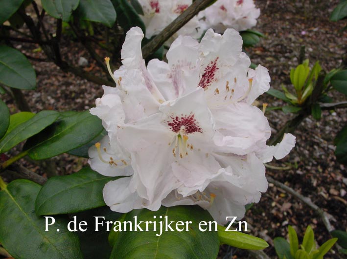 Rhododendron 'Hermann Backhus'