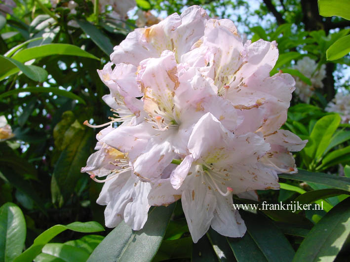 Rhododendron 'Hermann Seidel' Rhododendron 'Hermann Seidel'