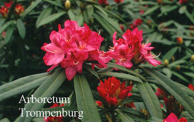 Rhododendron 'Himalaya Stern'