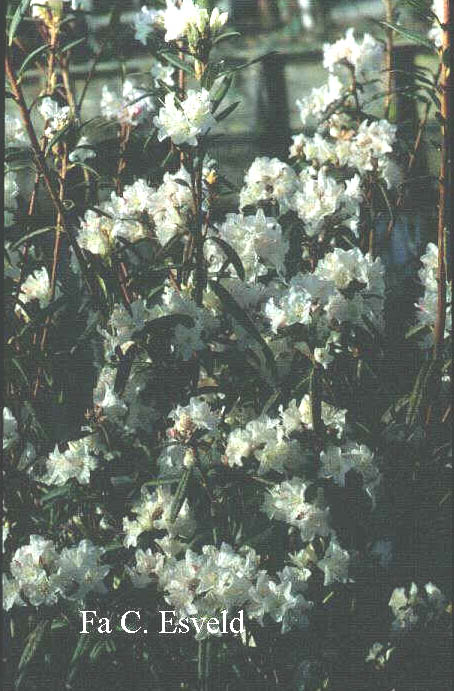 Rhododendron 'Hockessin'