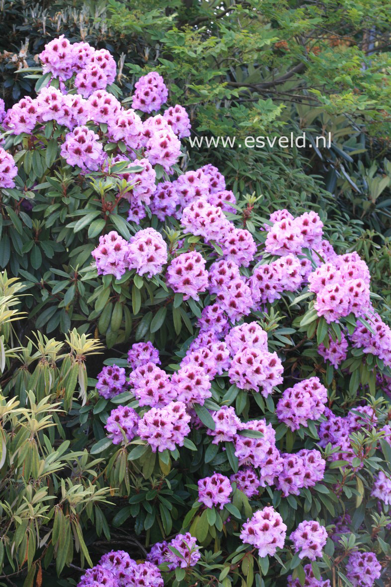 Rhododendron 'Holden' (30020)