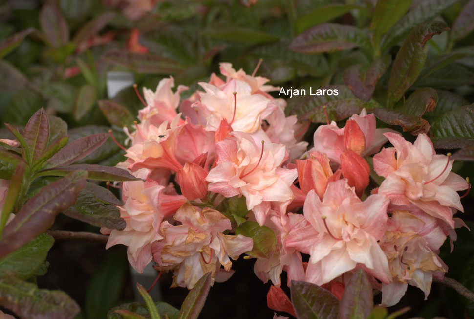Rhododendron 'Holly Springs Double Delight' (57589)