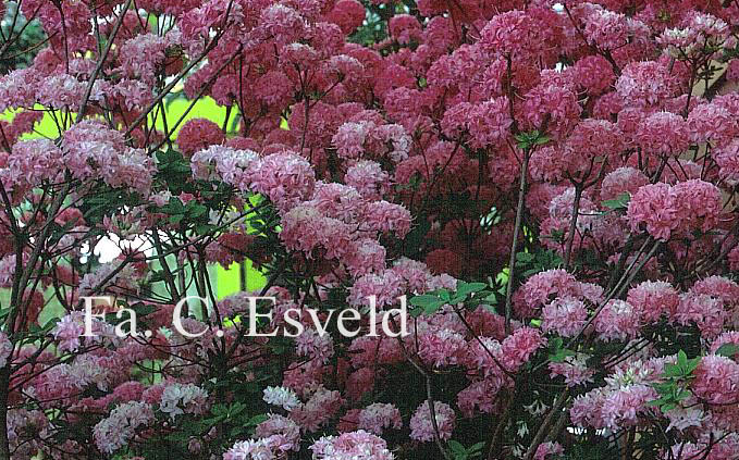 Rhododendron 'Homebush' (Azalea)