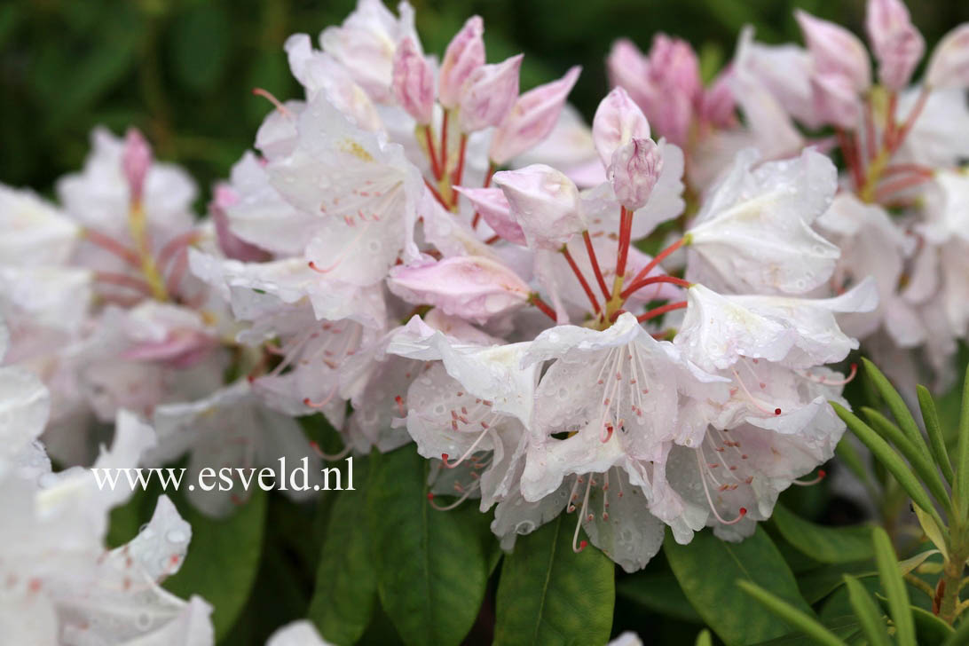 Rhododendron 'Hoppy'