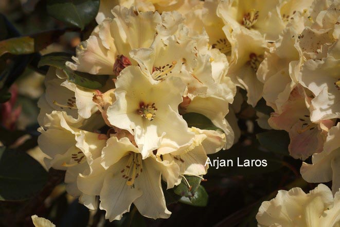 Rhododendron 'Horizon Monarch'