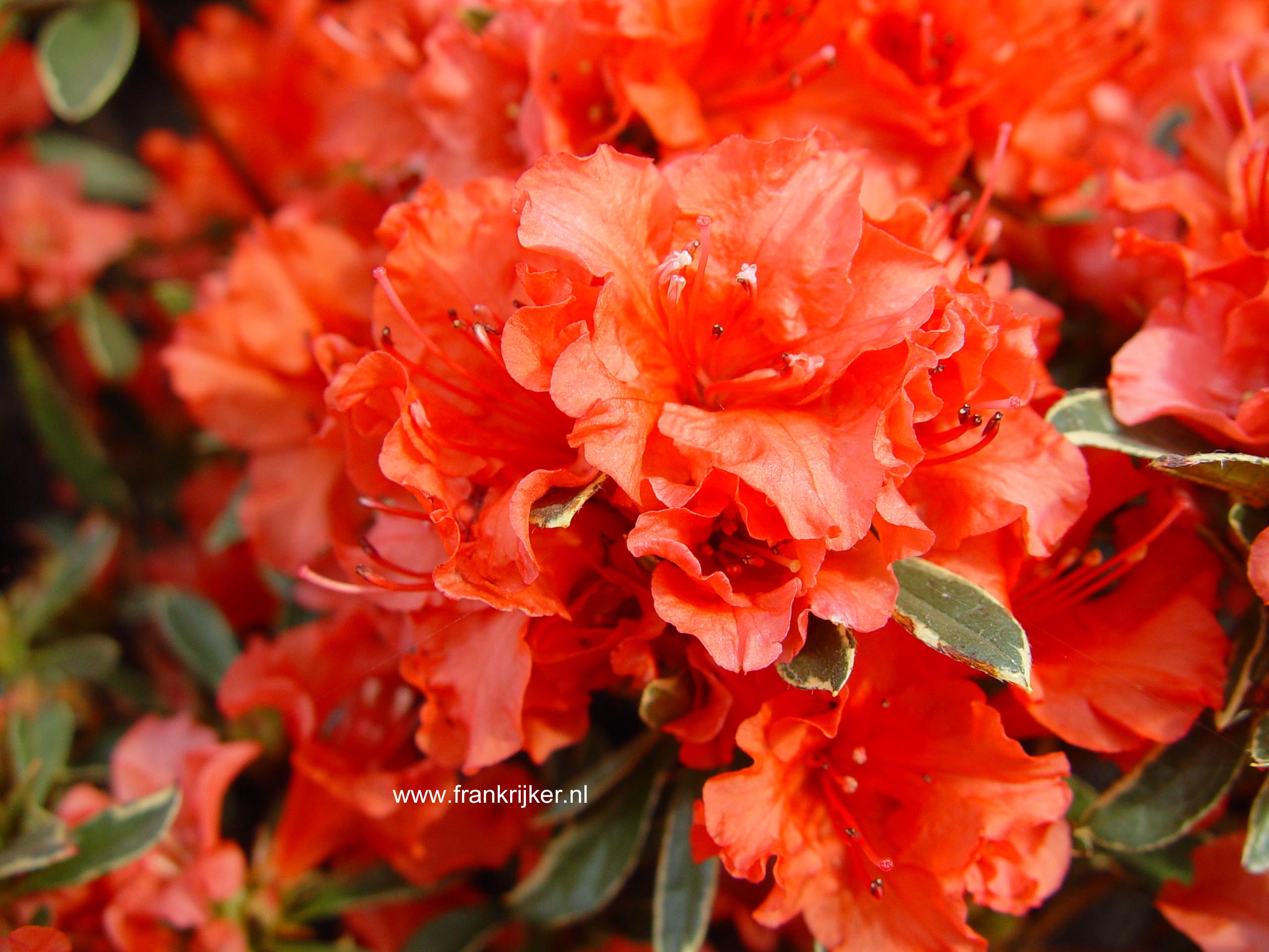 Rhododendron 'Hot Shot Variegata' (Azalea) (80643)