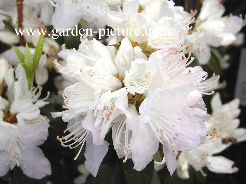 Rhododendron 'Hudson Bay'