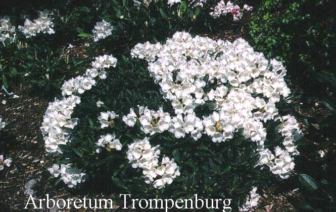 Rhododendron 'Hultschin' Rhododendron 'Hultschin'