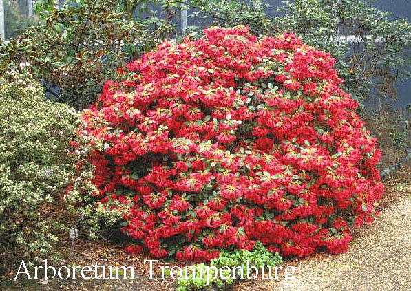 Rhododendron 'Humming Bird' Rhododendron 'Humming Bird'