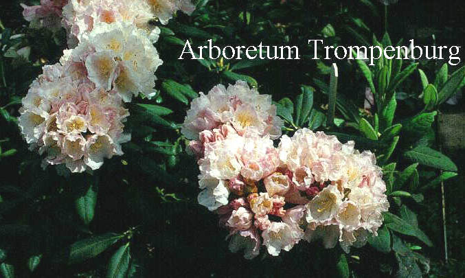 Rhododendron 'Hydon Ball'