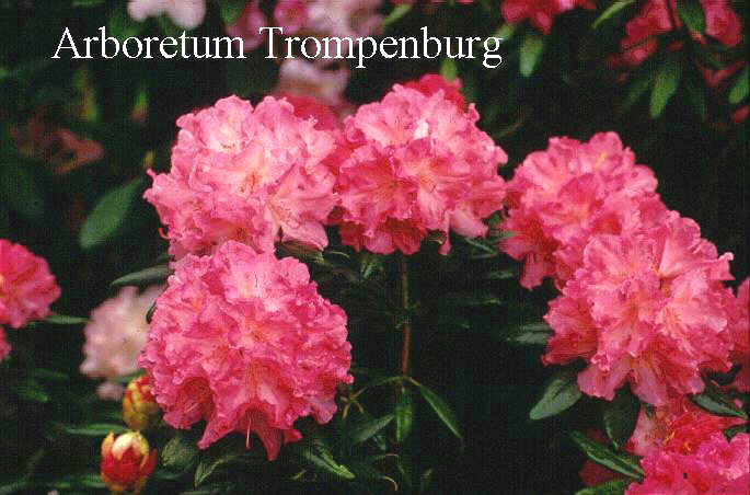 Rhododendron 'Hydon Hunter'