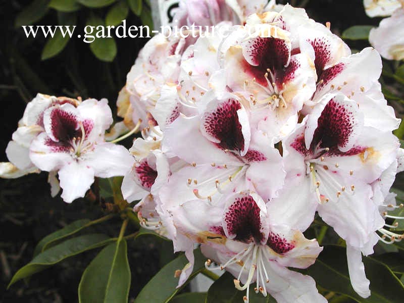 Rhododendron 'Hyperion'
