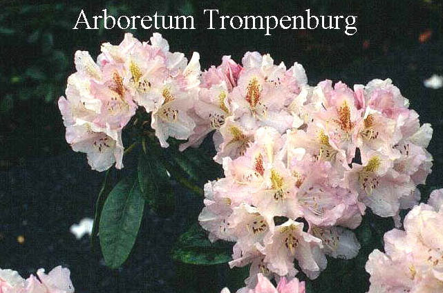 Rhododendron 'Ice Cube' Rhododendron 'Ice Cube'