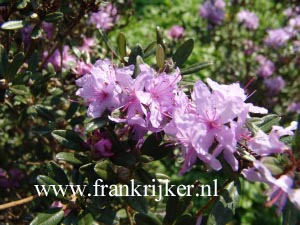 Rhododendron 'Impeanum'