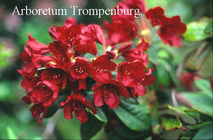 Rhododendron 'Impi'